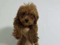 Toy Poodle Köpeğimiz