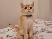 Golden British Shorthair