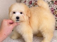 BİBLO MALTİPOO OĞLUMUZ
