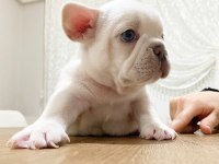 Nadir bulunan lilac tan platinum erkek french bulldog