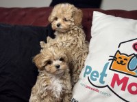 Ruhsatlı çiftlikde ziyarete açık tea cup kore maltipoo