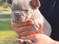 French bulldog yavrularımız