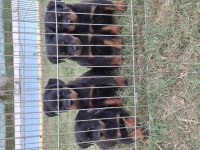 A şecereli üst düzey kaliteli rottweiler yavrular