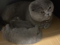 Yeni Yavru Scottish Fold