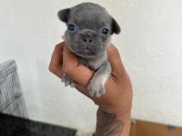 Lilac Tan Blue Tan Ve Fawn French Bulldog Yavrular