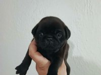 Pug Mops Yavrular Irk Sağlık Garantili
