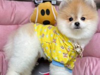 Sevimli Pomeranian Boo Köpeklerimiz
