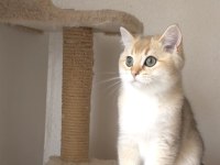 Safkan British Shorthair Erkek Yavru