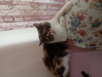 Exotic Shorthair Şeker yuvasını arıyor