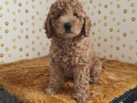 Toy poodle cinsi yavrular