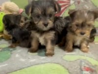 Egzotik Yorkshire Terrier Merle Desen