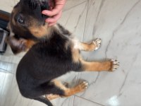 Taksit imkanı alman kurdu 3 aylık