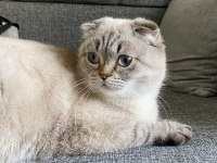 Uysal scottish fold kızıma yuva