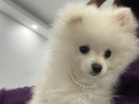 Pomeranian Yavru 7 Aylık