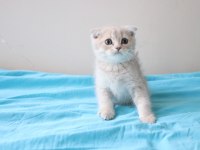 Muhteşem Scottish Fold Bebekler