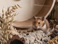Kampanya Hamster