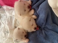 Kaliteli 0 numara pomeranian boo