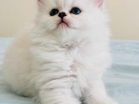 Yılbaşı çiçekleri british longhair