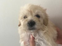 Maltese terrier 45 günlük köpekler