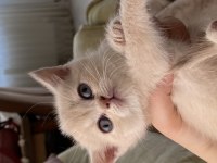 Son kalan safkan british shorthair bebekler