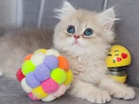 Golden Erkek Bebek British Longhair