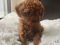 IRKININ GÜZELİ TOY POODLE 