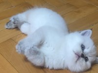 YAVRU KEDİLER