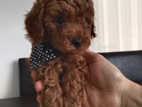 Orjinal Toy Poodle yavruları