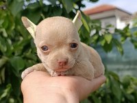 Şivava Bebek Köpeklerim Yeni Yuvasını Arıyor