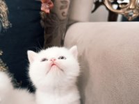 British shorthair ve scottish fold kedilerimiz