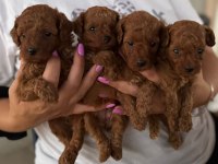 Toypoodle Yavrularımız Ruhsatlı Köpek Çiftliğinden