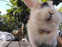 Yavru kedi takaslı tavşanımız