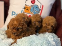 Petmode Köpek Çiftliğinden Redbrown Kore Toy Poodle