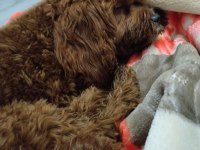 Toy poodle köpeği