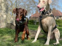 Eşleme tecrübeli şecereli erkek albino doberman