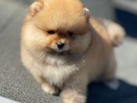 Show Kalite Ayı Surat Pomeranian Yavrular