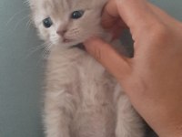 BRİTİSH SHORTHAİR ORJİNAL SEVİMLİ YAVRU KEDİ LILAC
