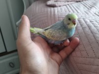 Satılık yeni yeme düşmüş muhabbet kuşu