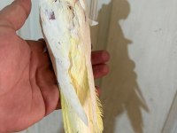 54 GÜNLÜK FUL EVCİL LUTİNO SULTAN PAPAĞANI BEBEK