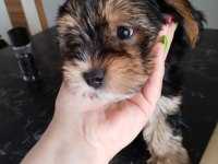 Baba saf kan teacup yorkshire terrier yavrularımız