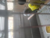 Show Jumbo takım muhabbet kuşu