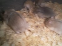 Hamster Gonzales ve Suriye