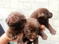 2 Aylık Cane Corso Yavrularımız