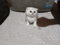 Scottish fold silver erkek bebeğimiz