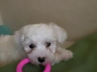 2 aylık dişi maltese terrier