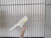 SARI KAHVERENGİ OPAL MOZAİK KANARYA