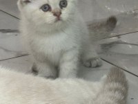 Ayı surat top kafa sıfır kulak bebek kediler