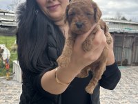 Ufacık toy poodle yavrularım