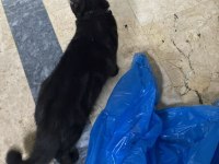 Güzel kedimiz tuvaletine gidiyor durumu sağlığı iyi