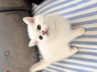 Adanadan British Shorthair Yavrular